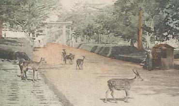 El Parque de Nara en Japón