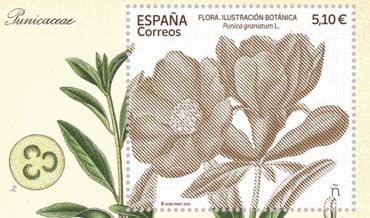 Ilustración botánica. Punica granatum L.”