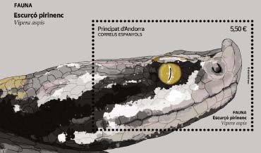 Escurçó pirinenc. Vipera aspis. P. d´Andorra»