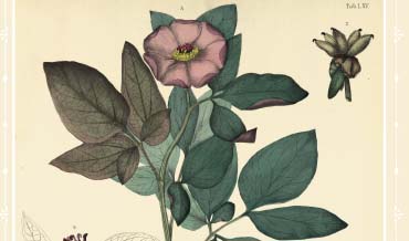 Recursos Mediterráneo. Paeonia cambessedesii