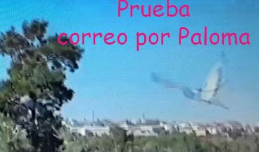 Exfilna Prueba de «El Correo por Paloma»